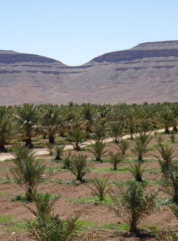 Ouarzazate day Trips